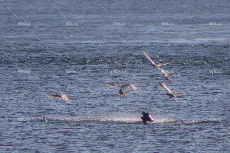 I had a magnificent wildlife day yesterday observing this sea lion fishing for huge salmon making their spawning migration. The sea lion was very successful in capturing several salmon but was constantly pestered by gulls looking for an easy meal. 