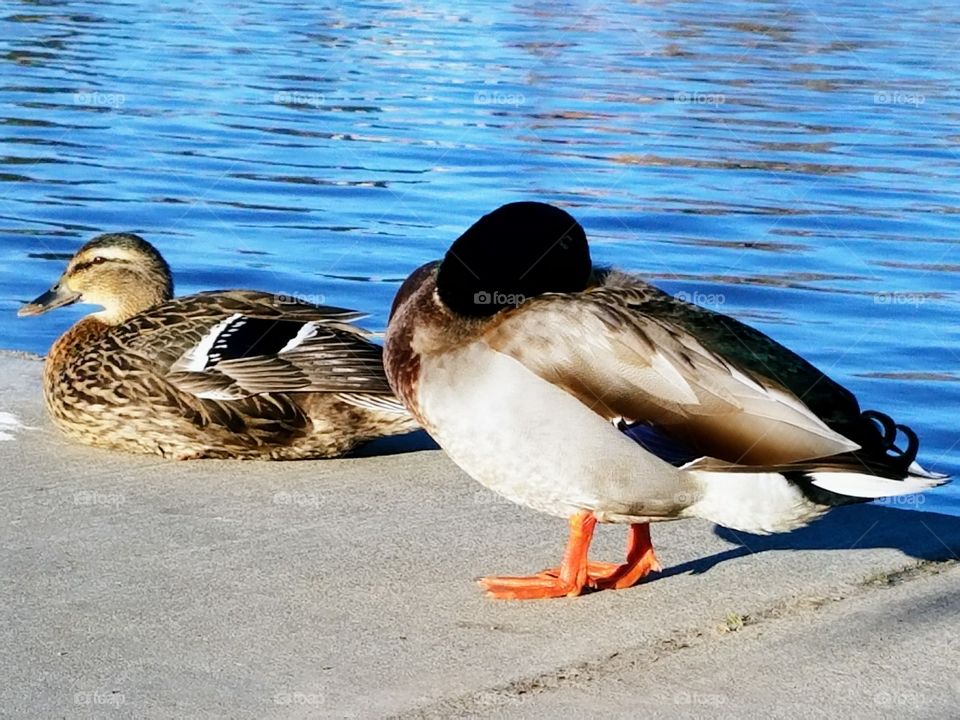 Ducks Sunbathing