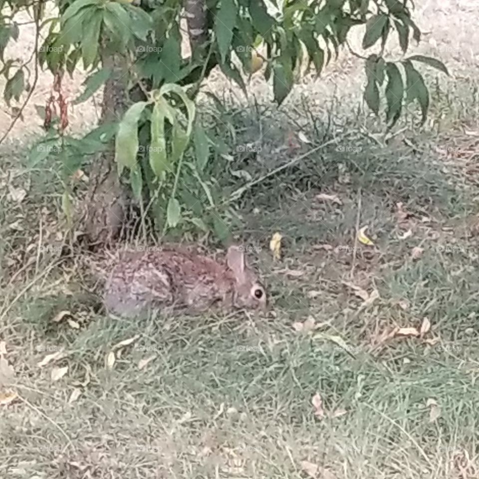our resident rabbit trying to get some snacks off the peach tree