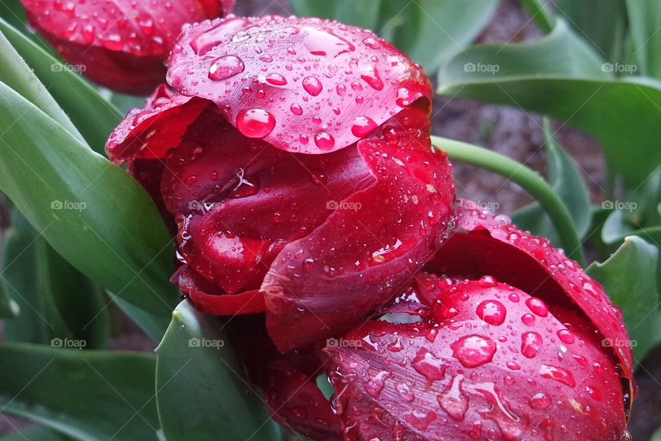 Rain splattered on red flowers