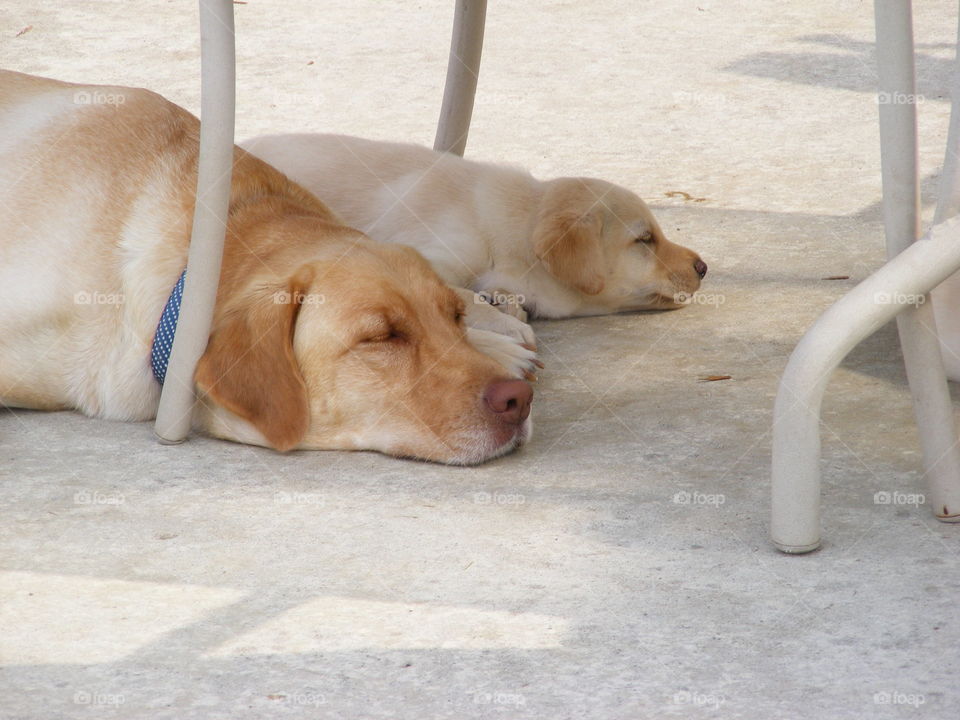 Yellow labs napping