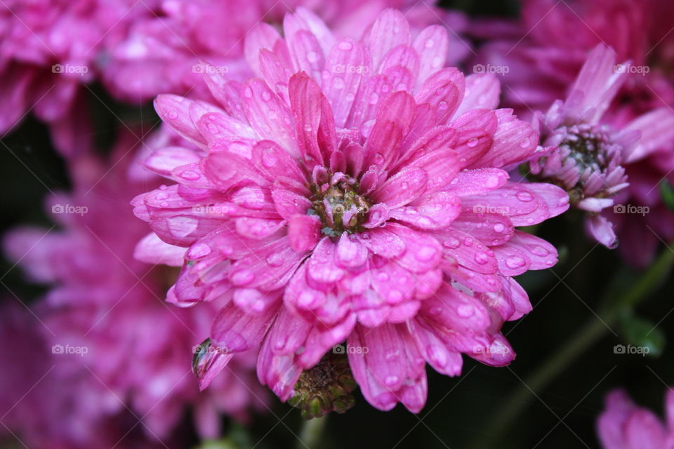 Mum Close up with morning dew and natural sunlight