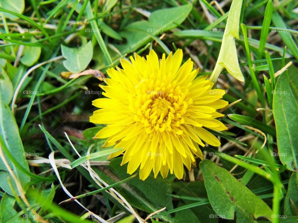 Dandelion