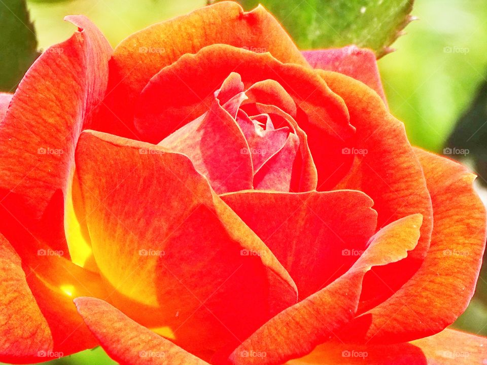 The light gives life