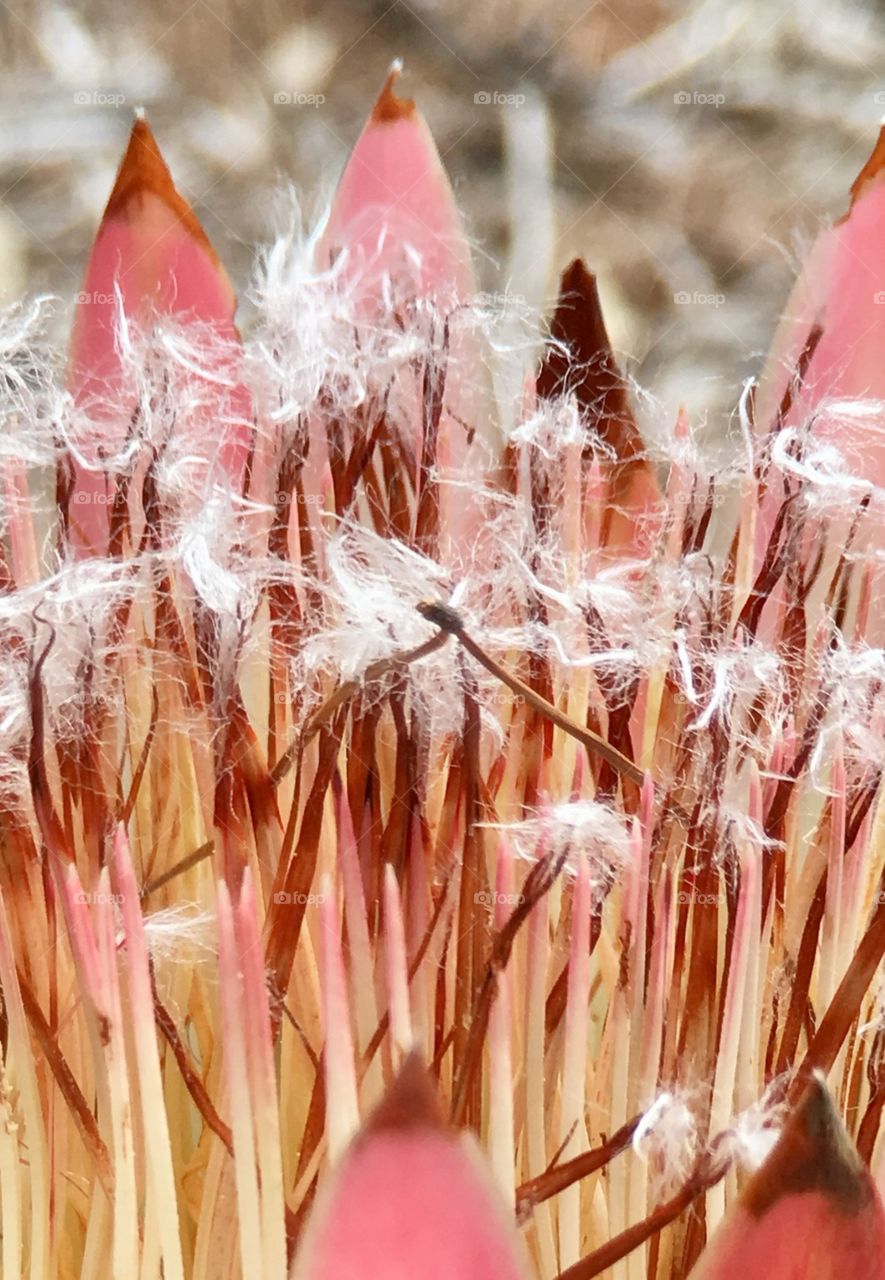 Tropical flower, delicate soft wispy fluff as this tropical succulent comes into full bloom