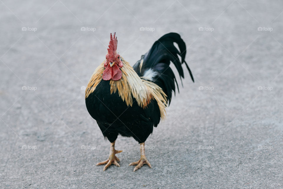 Chicken on the floor 