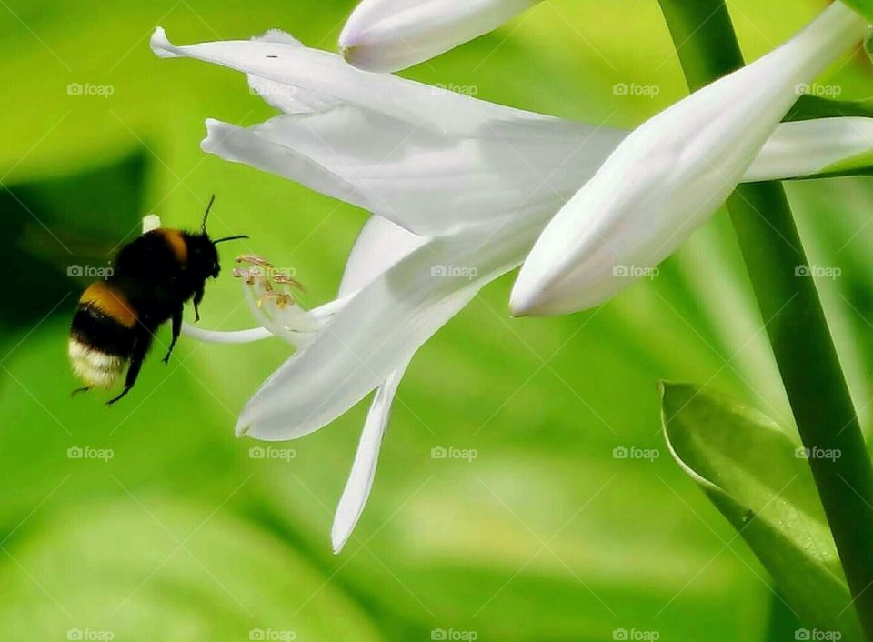 Bumble Bee flying towards white flower