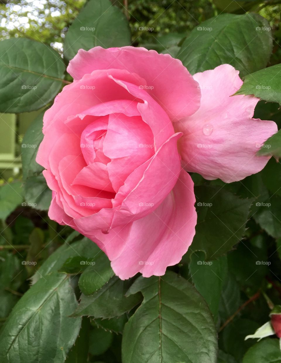 Water drop on pink rose flower