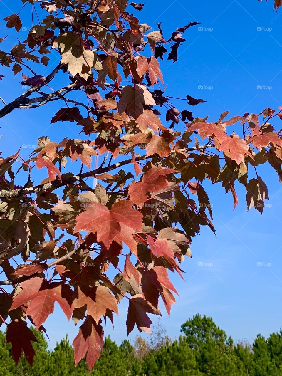 Bright November sky