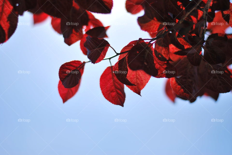 Blue red leafs