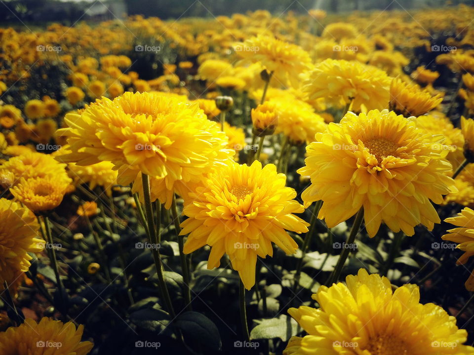 the most beautiful flowers in my garden