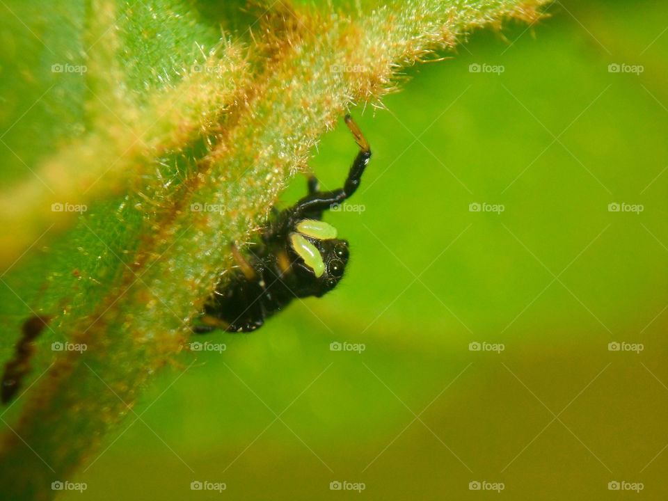 black jumping spider hiding in green plants