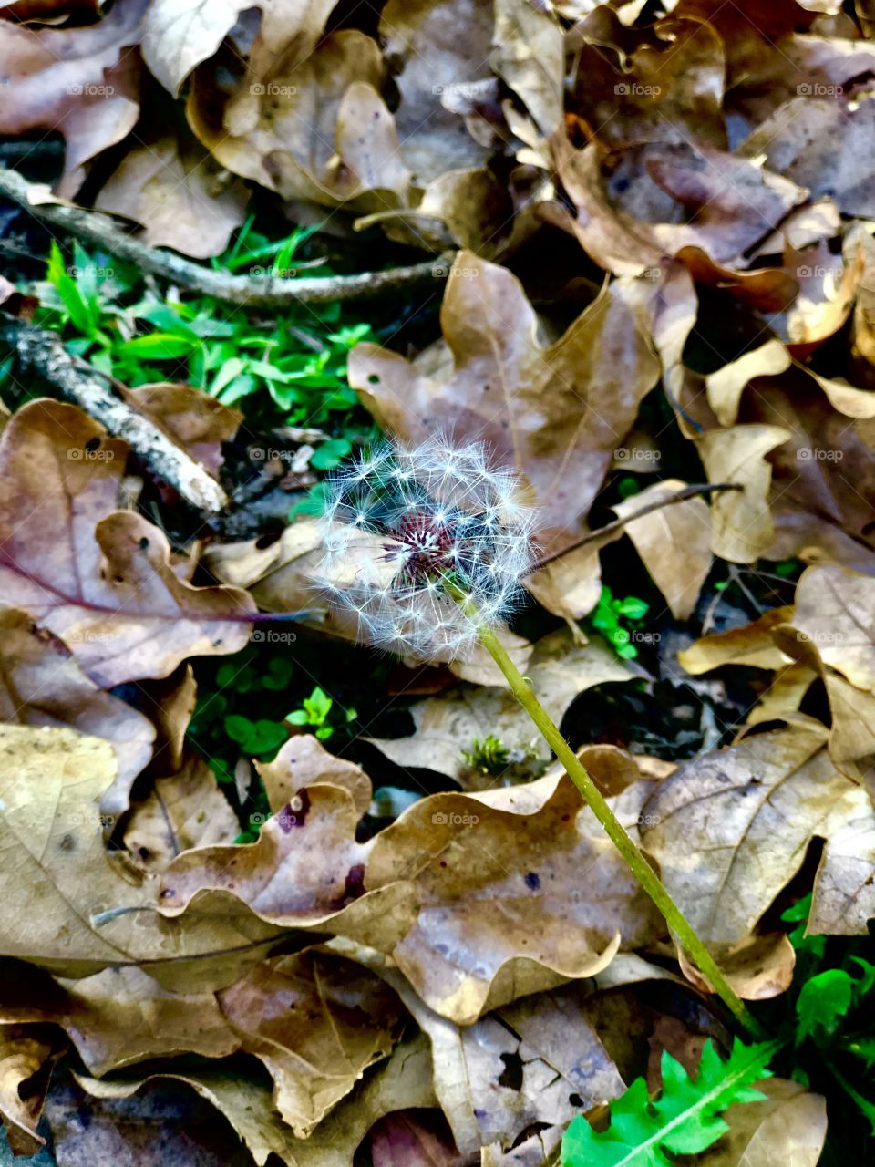 Late season dandelion 