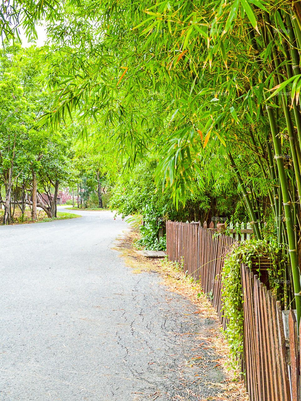 walkway. walkway in garden