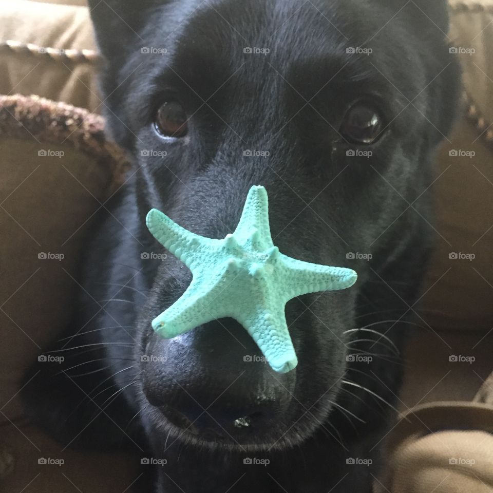 Star on your nose. A dog with a starfish on her nose