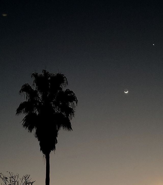 Palm tree,with slice of moon and bright star. Heavenly