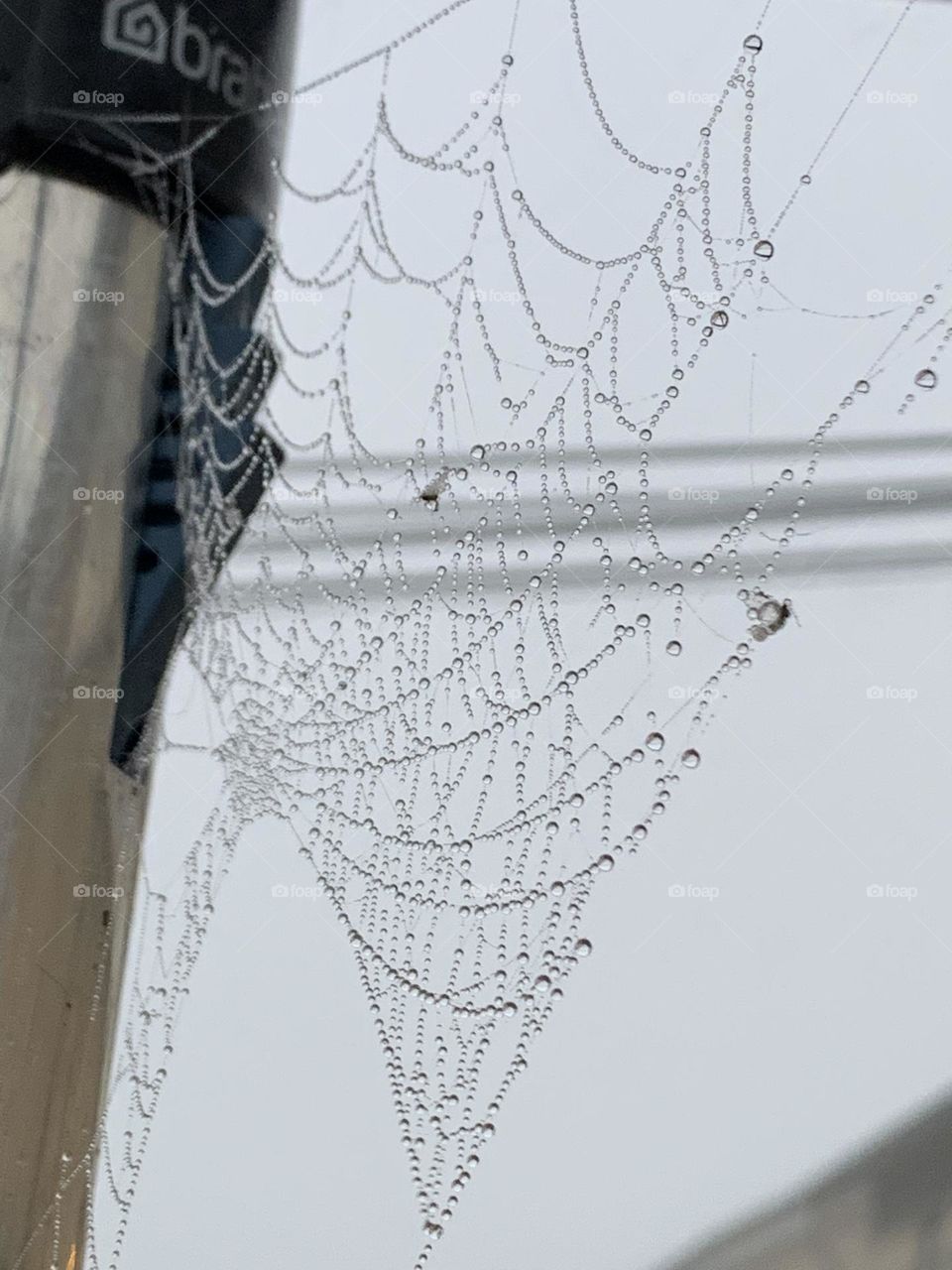 Spiderweb on a rainy day