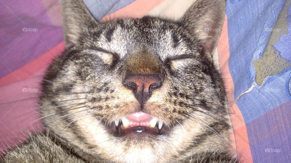 this cat smile while sleeps