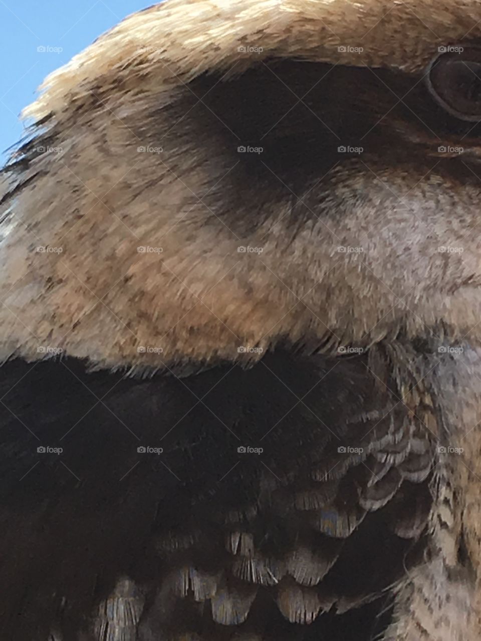 Bird, Raptor, Eagle, Feather, Nature