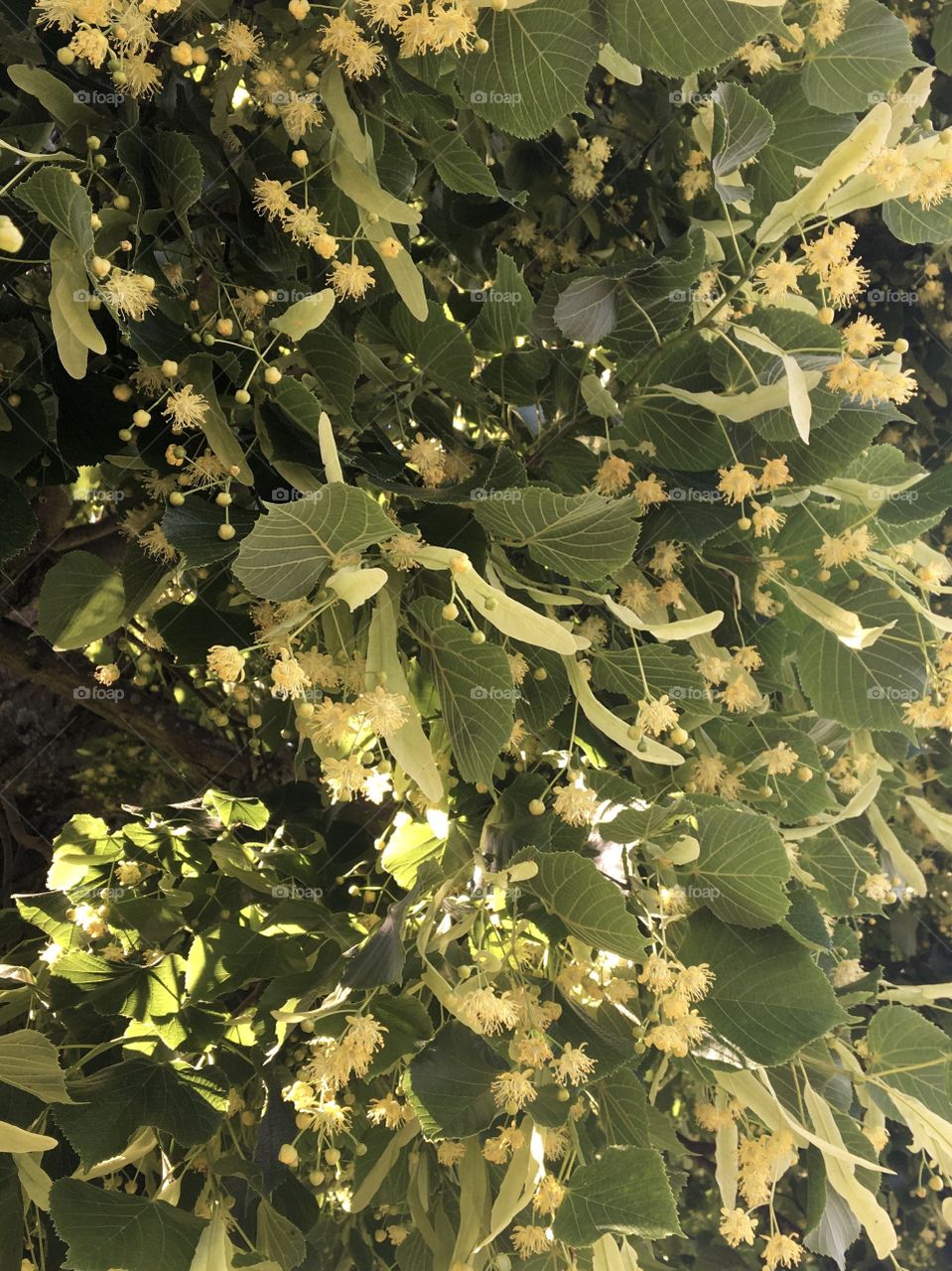 Linden flowers