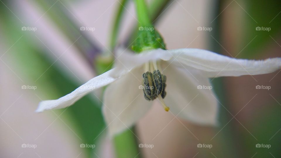 Close-up of white flower