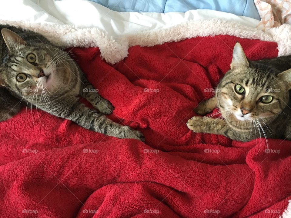 Grey cats from above