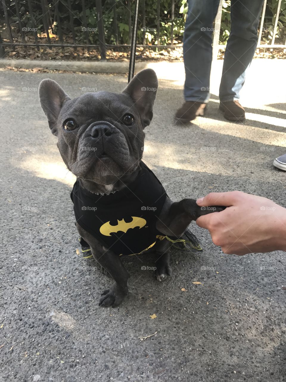 Batman dog