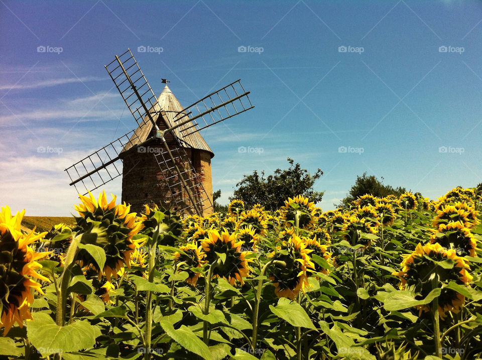 sky blue france sunflowers by curly_phil