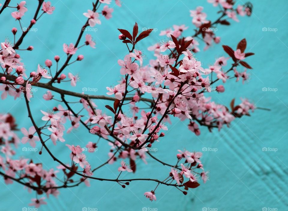 Spring. Beautiful tree blooming in Seattle 