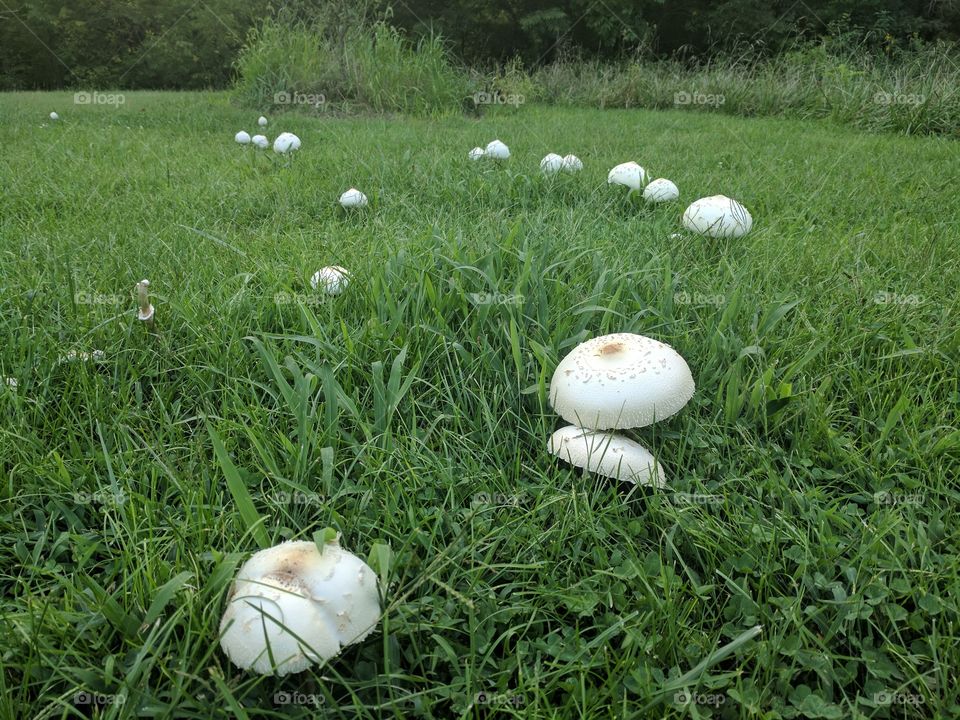 fall mushrooms