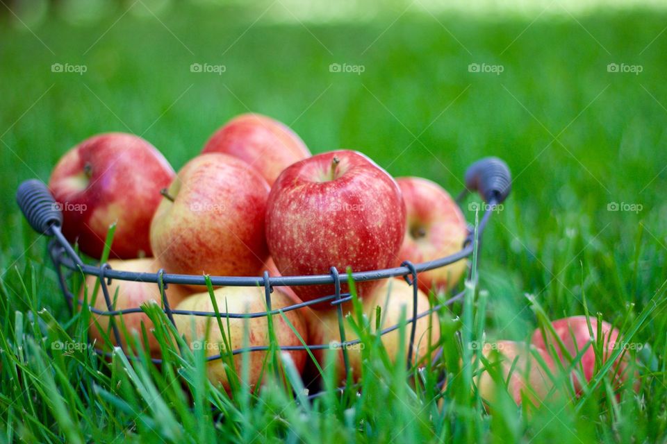 Fruits! - Apples in a wire basket on the grass