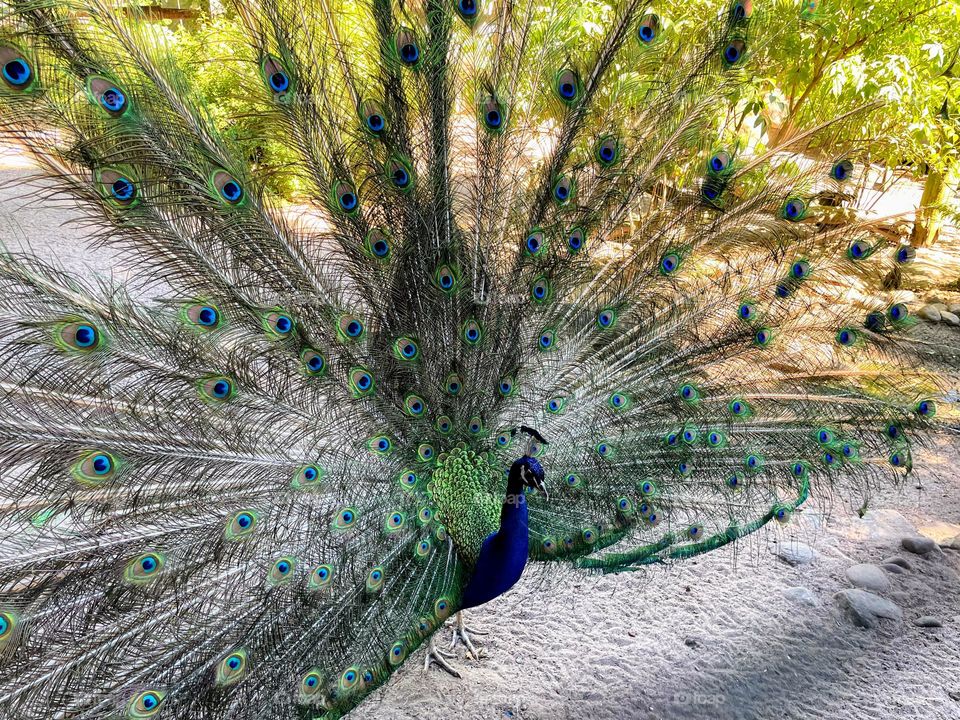 Male peacock bird proudly fluffed his luxurious colorful tail