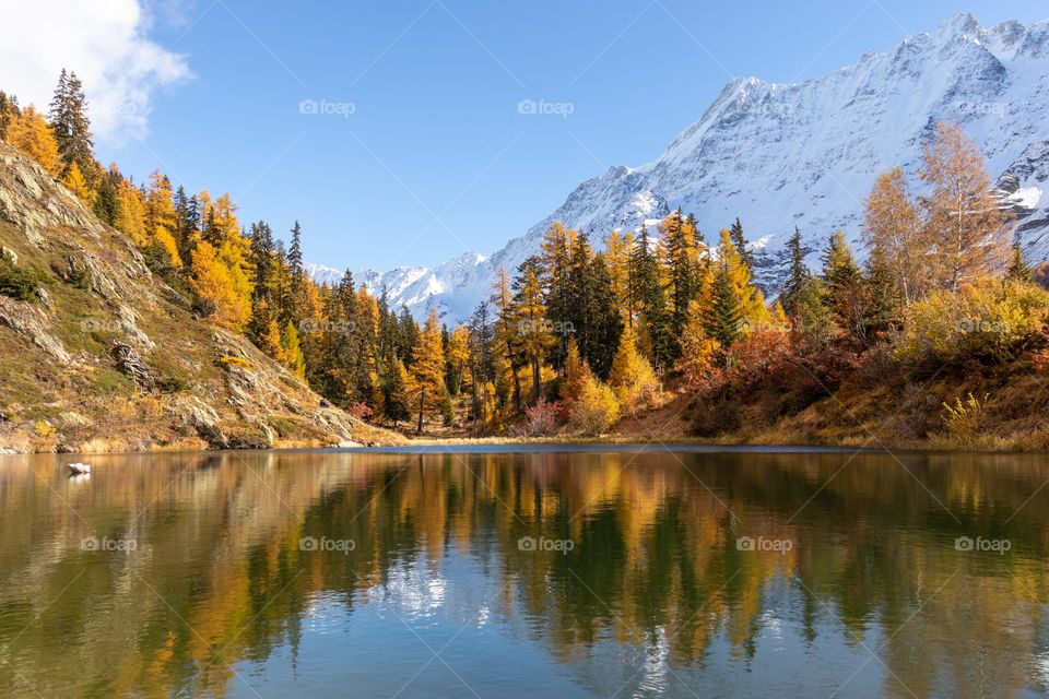 Beautiful autumn scenery with yellow orange larch trees and reflection in little lake. Waiting for the right moment to visit loetschental when the colors boom.