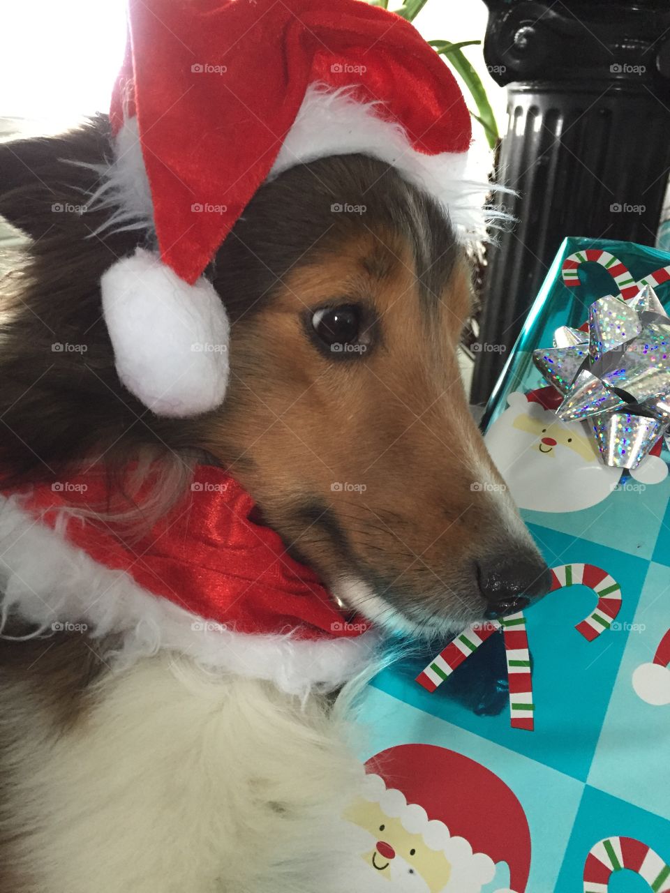 Dog lové Noël 