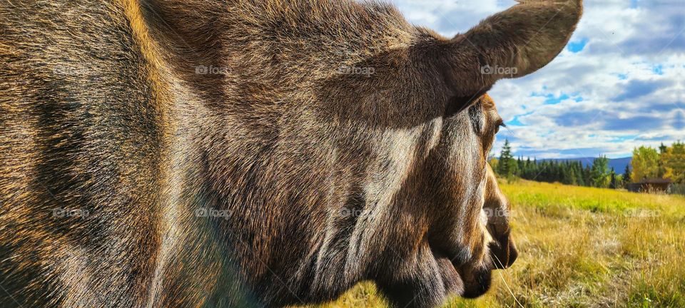 Beautiful big moose looking out over the fall horizon
