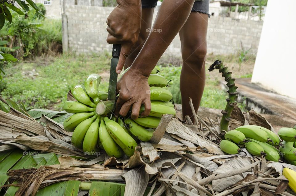 Cutting Banana Stem