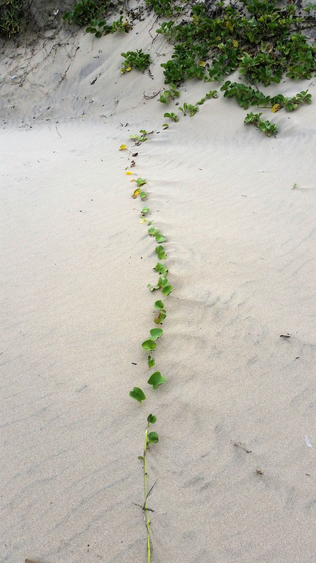 Green trail in the sand