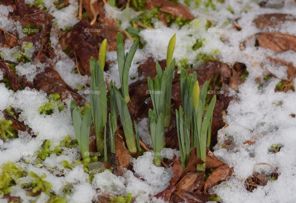 first signs of spring in your neighborhood
