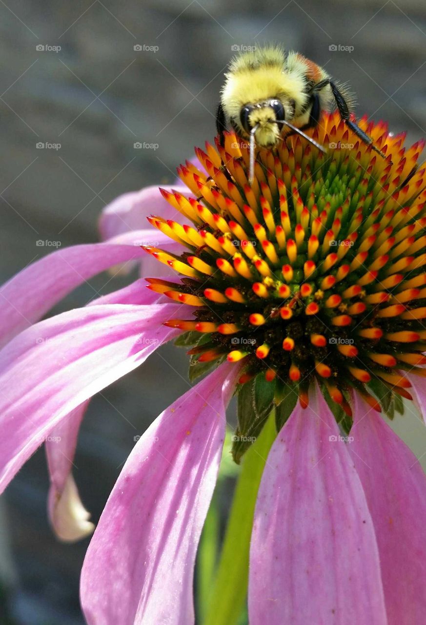 Tricolor Bumblebee on Echinacea