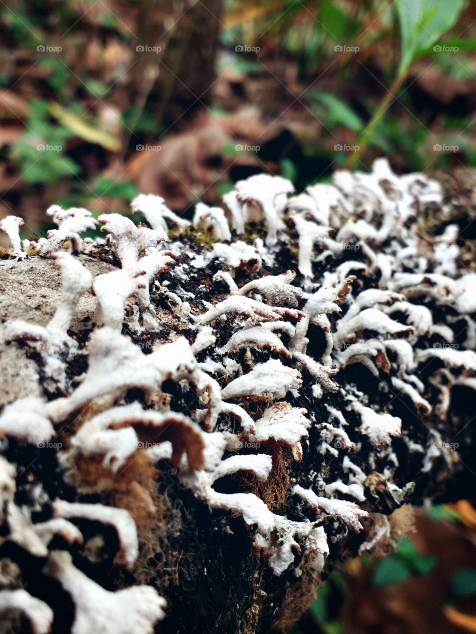 fungus