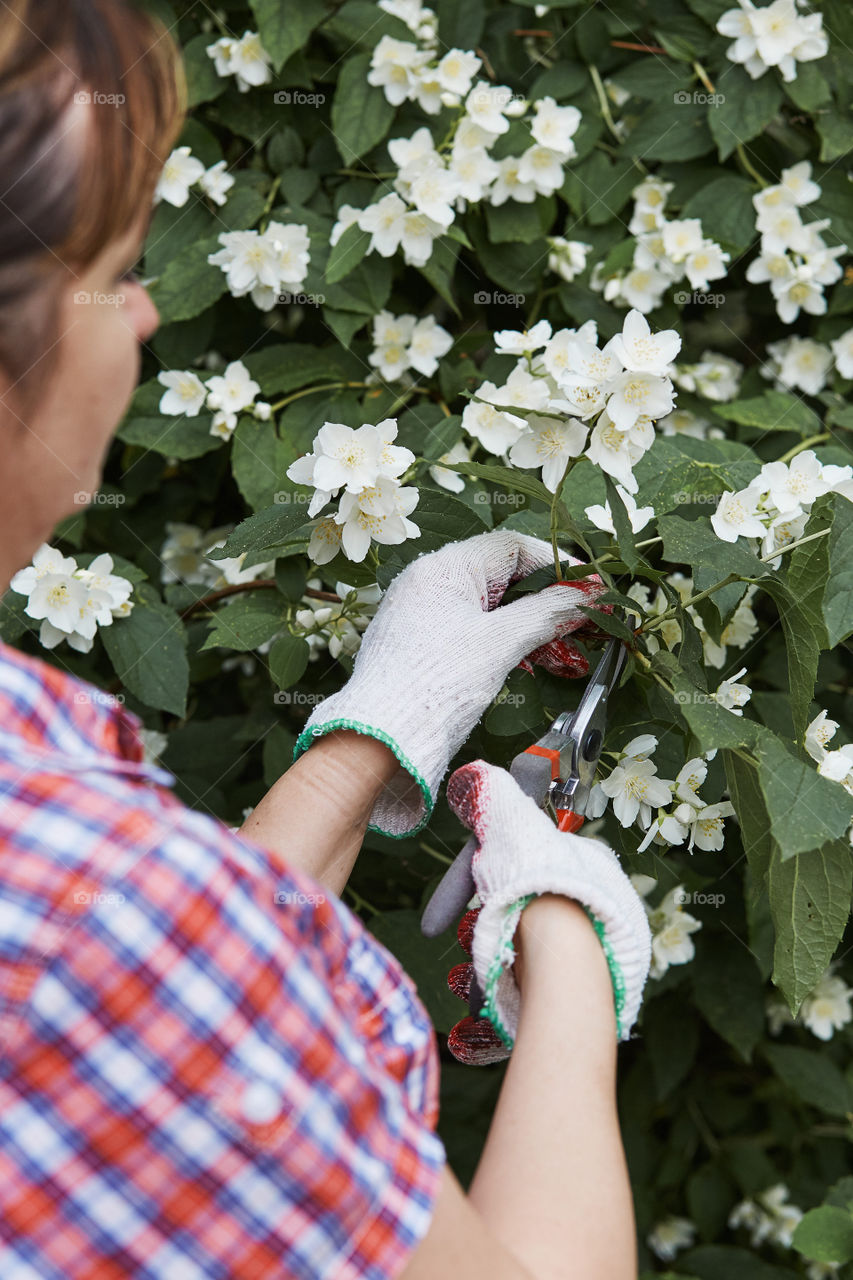 Woman working in a backyard garden using secateurs trimming plants. Candid people, real moments, authentic situations