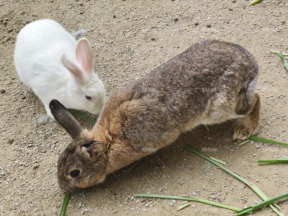 Rabbits at Chulu Ranch in Beinan Township