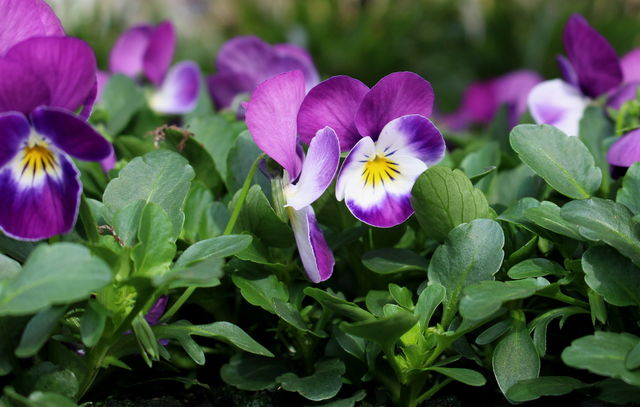 Spring flowers