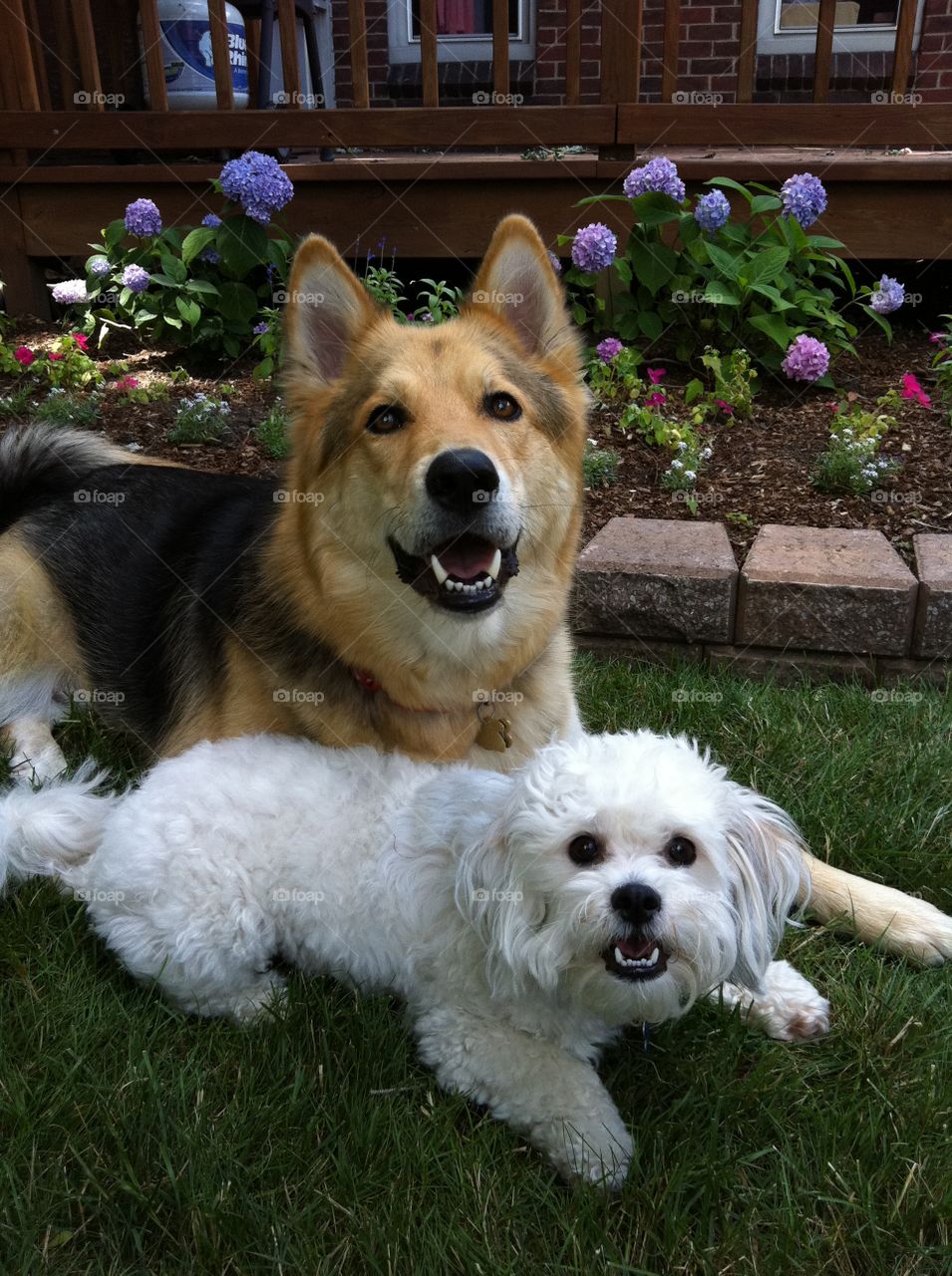 Cooper and Meeko. Best buds playing and resting together