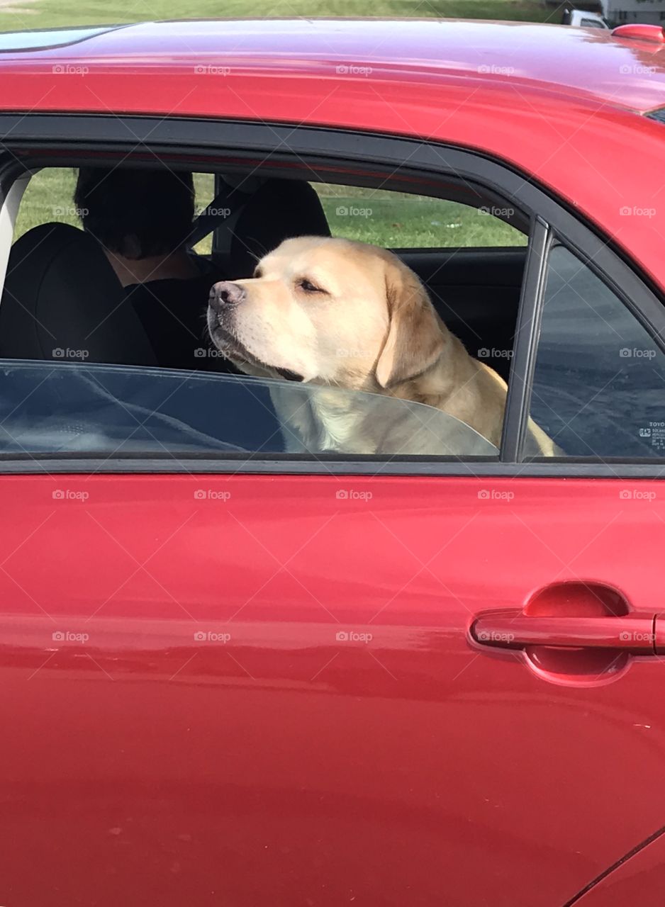 Dog looking out car window