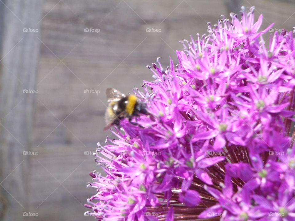 Bee in my garden