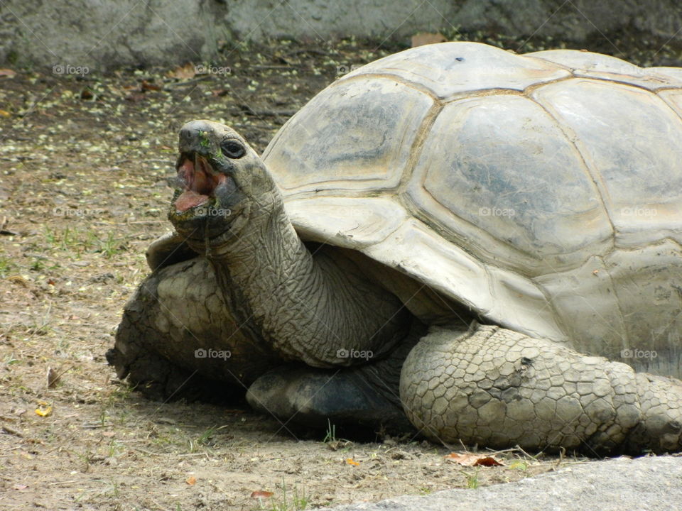 tortoise yawn