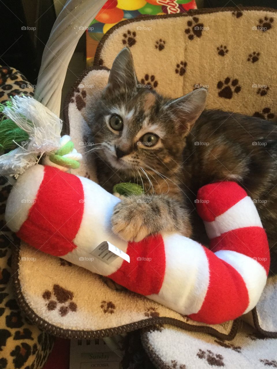 Kitty loves Christmas 