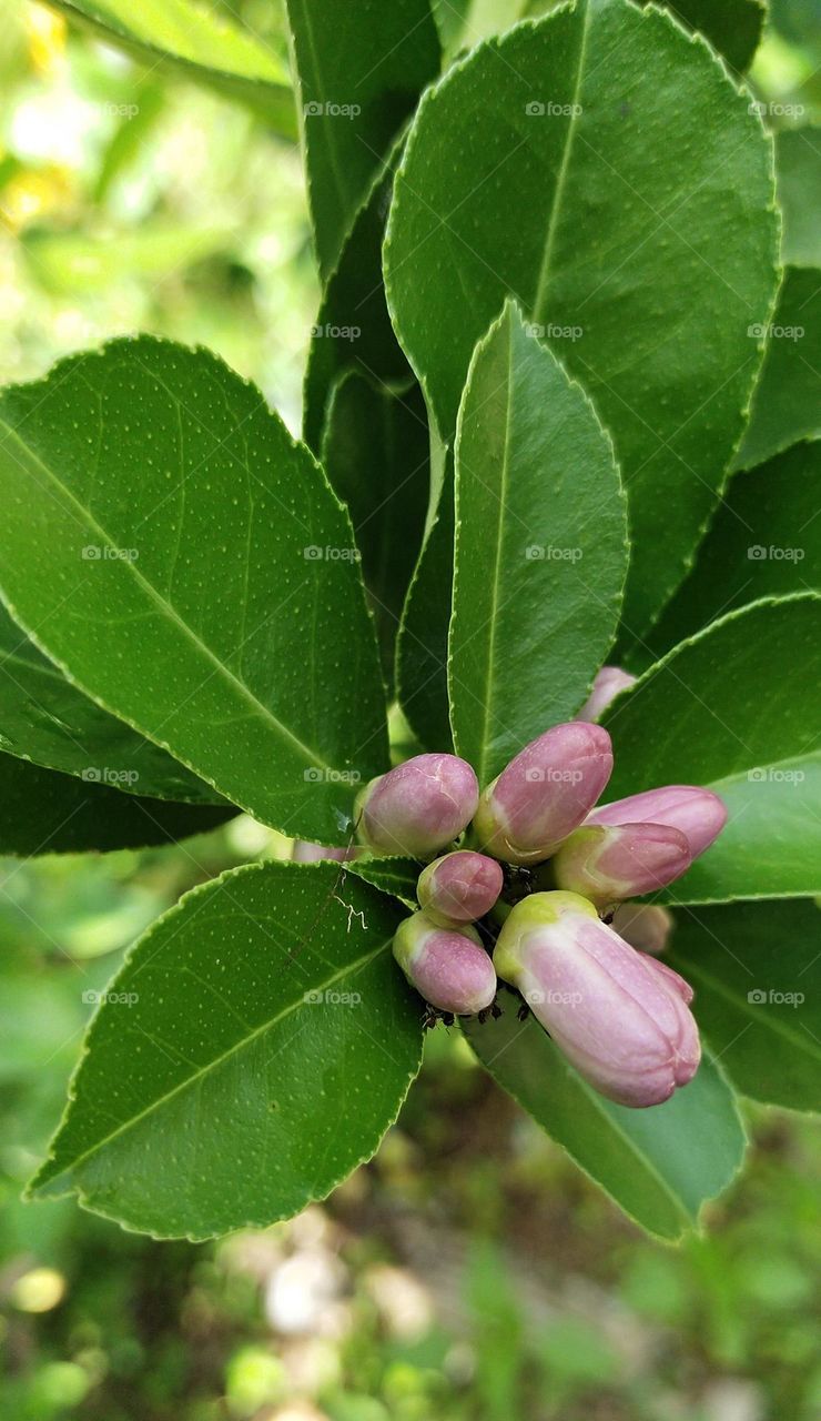 Lime flower, Very interesting to be used as a painting or wallpaper