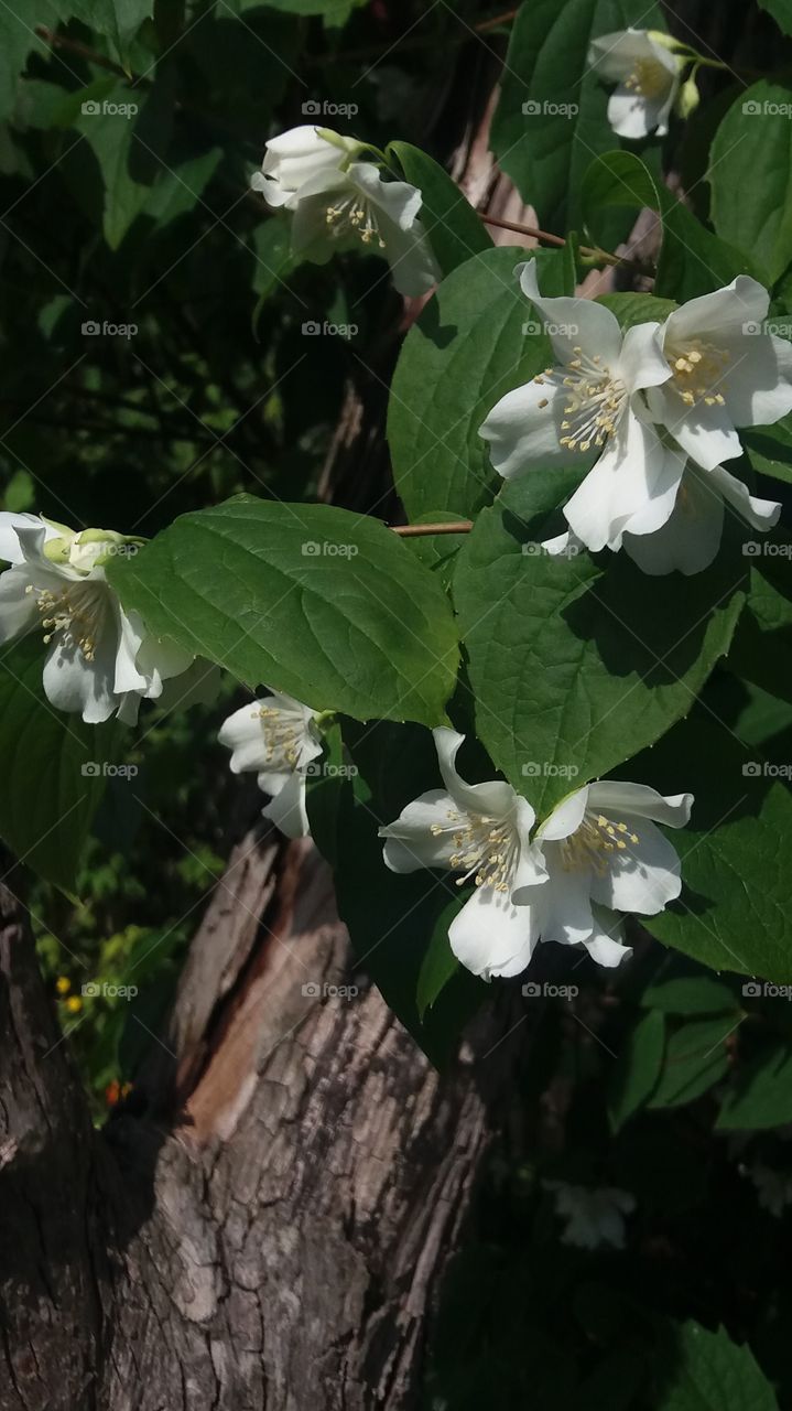 flowers